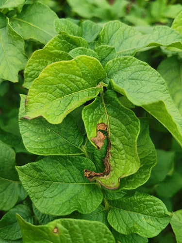 Kartoshkaning alternariozi (erta quruq nuqta) 