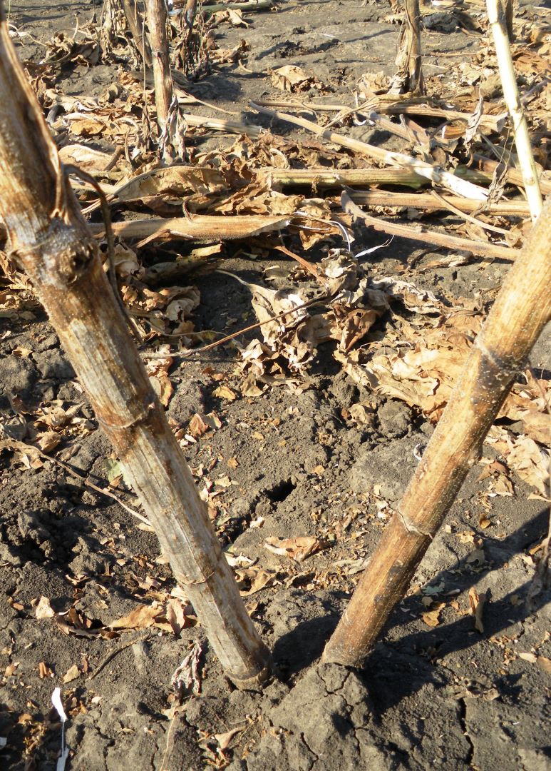 Ko'mir (kul) kungaboqar chirishi