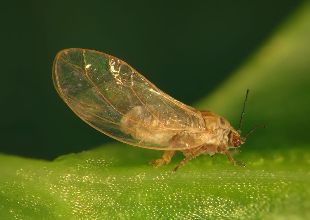 Sabzi psyllid