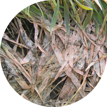 Fusarium qishki qor mog'orlari