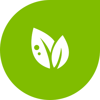 Alternaria yoki zaytun mog'or guruch