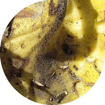 Kungaboqarning alternariozi (to'q jigarrang nuqta) 