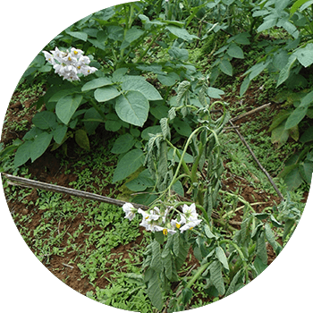 Kartoshkaning jigarrang bakteriozi (bakterial vilt)