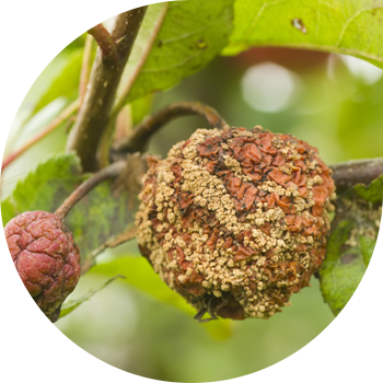 Meva chirishi yoki olma moniliozi