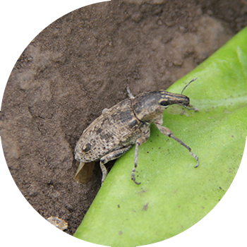 Kulrang lavlagi Weevil