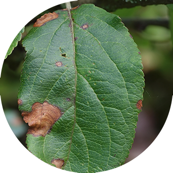 Olma daraxtining alternariozi