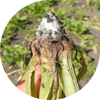 Fusarium lavlagi chirishi