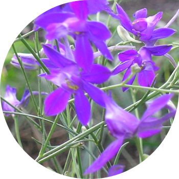 Dala larkspur