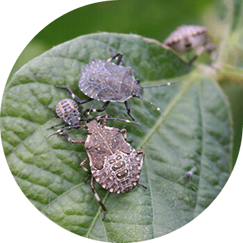 Jigarrang marmar bug