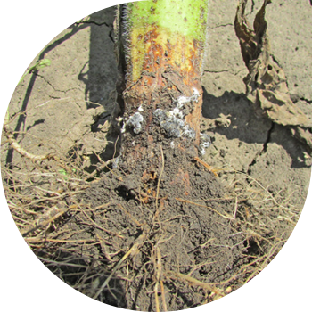 Oq kungaboqar chirishi