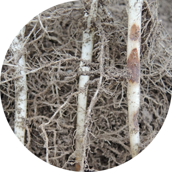 Rizoktoniya yoki qora kartoshka qoraqo'tiri