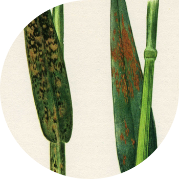 Yulafning toj zanglari