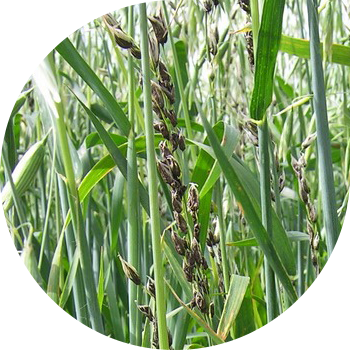 Yulafning changli zarbasi