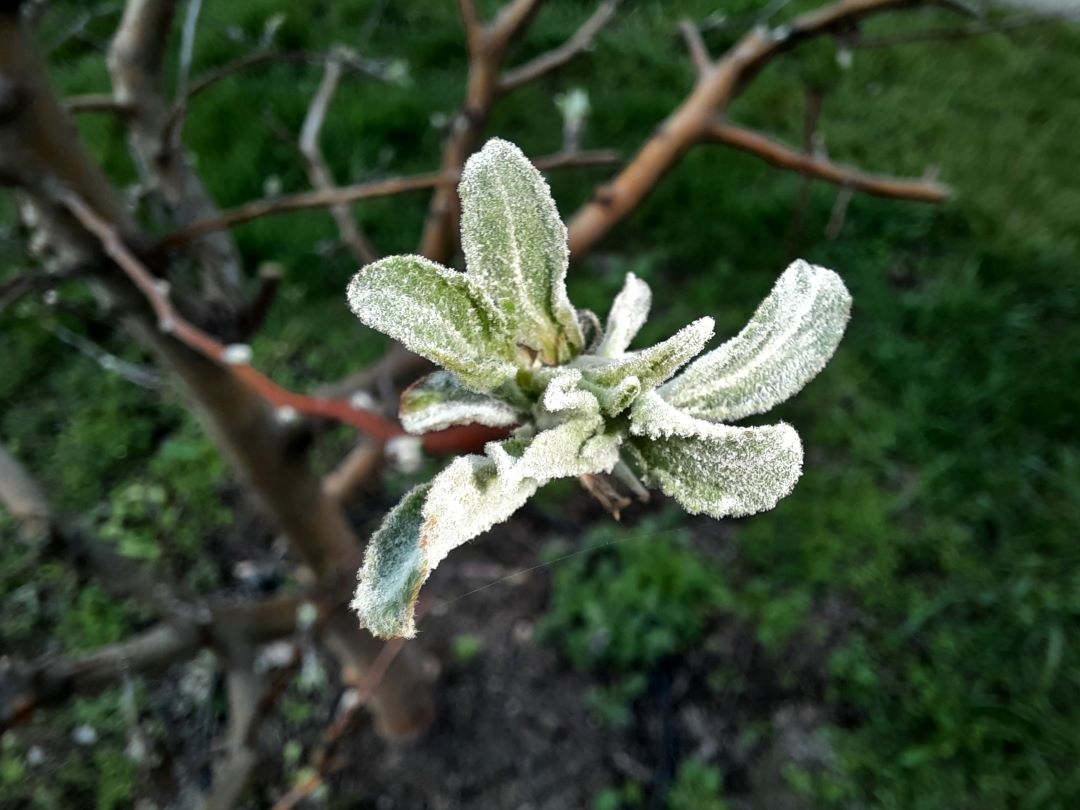 Olma va nokning changli chiriyotgani