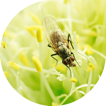 Piyoz chivinlari