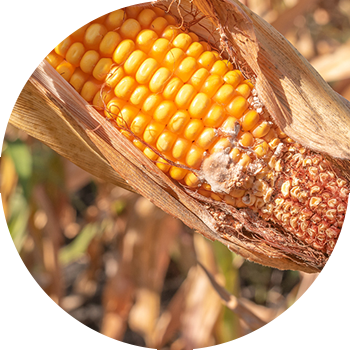 Makkajo'xori boshoqlarining fusariumi