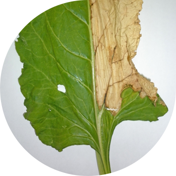 Lavlagi Verticillium vilti