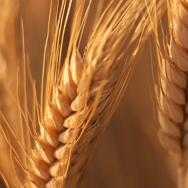 Oddiy ekinlarni ekish kalkulyatori