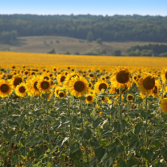 "Avgust-Leninogorsk"