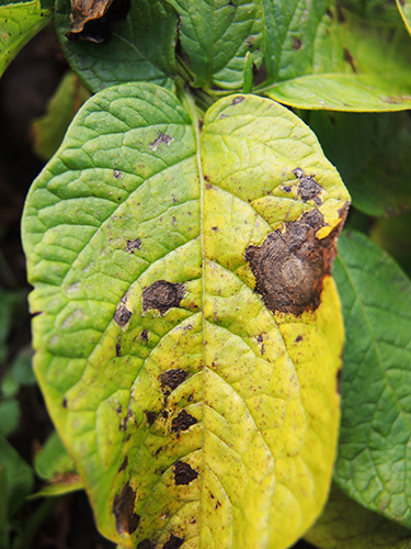 Kartoshkaning alternariozi (erta quruq nuqta) 