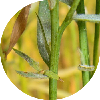 Zig'ir chang chiriyotgan