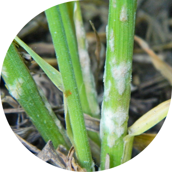 Donli changli chiriyotgan