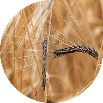 Qattiq (tosh) arpa Smut