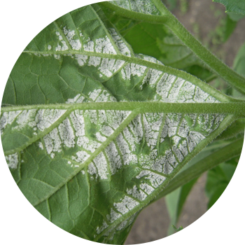 Kungaboqar pushti chiriyotgan