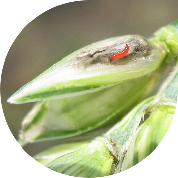 Bug'doy tripsi
