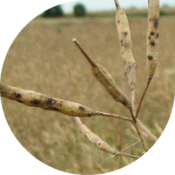 Alternaria (qora nuqta) kolza