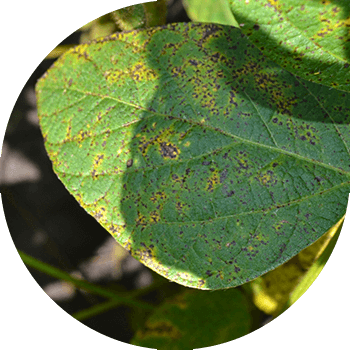 Septoriya yoki zanglagan soya dog'i