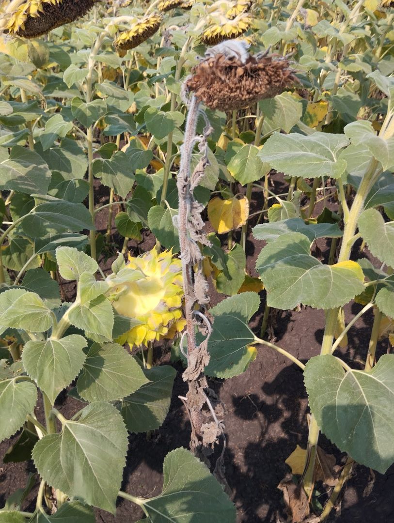 Ayçiçek Verticillium solgunligi