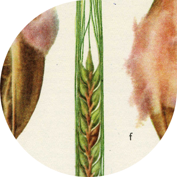 Urug'larning mog'orlanishi