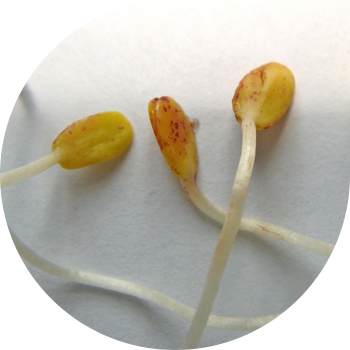 Zig'ir kotiledonlarining xiralashishi