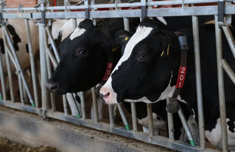 "Avgust-Agro" jinoyat kodeksi 2800 sigir uchun yana uchta fermani joriy etadi