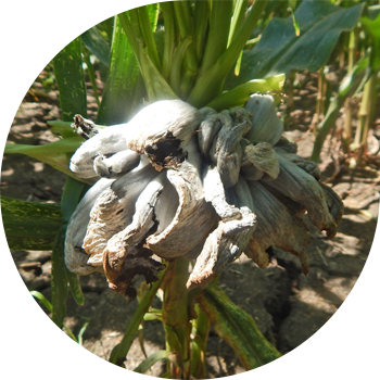 Makkajo'xori pufakchali Smut