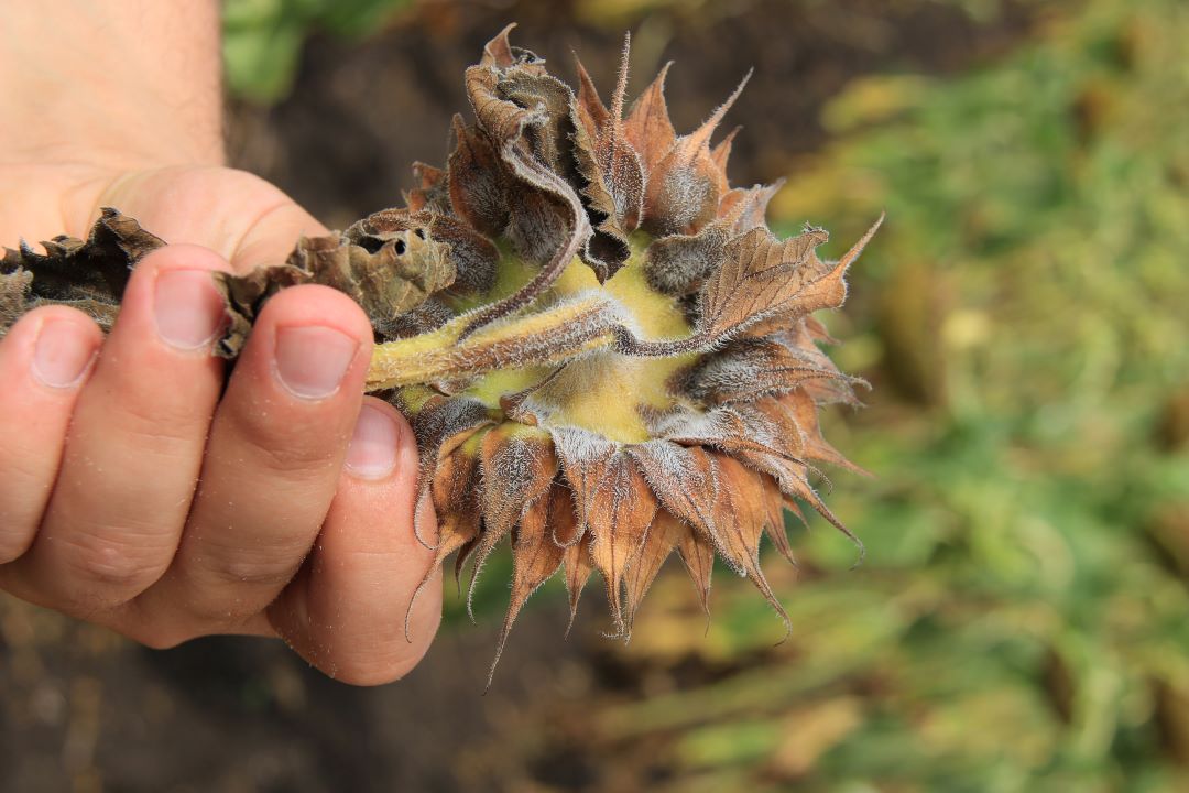 Ayçiçek fomopsisi (kulrang-jigarrang yoki jigarrang dog', chirigan, poya saratoni)