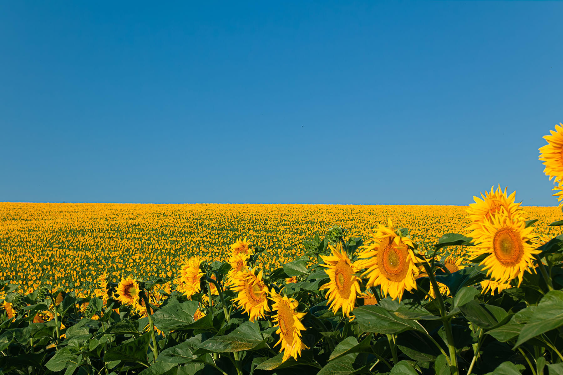 В Татарстане построят новый маслоэкстракционный завод