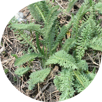 Yarrow oddiy