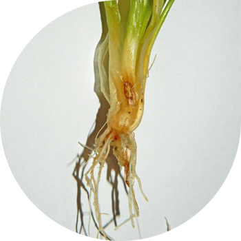 Gelmintosporium ildiz chirishi