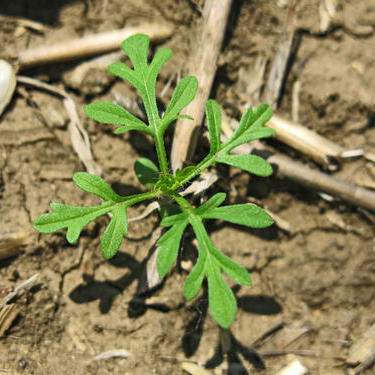 Gerbitsidlarning samaradorligi