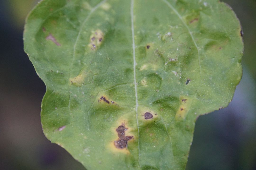 Kungaboqar septoriyasi