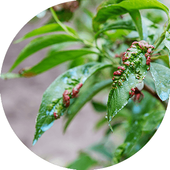 Shaftoli barglarining jingalakligi