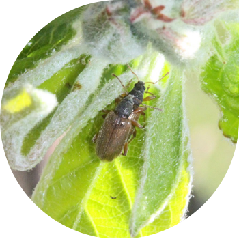 Weevil cho'zinchoq barg