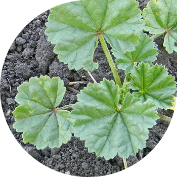 Squated Mallow (dumaloq bargli Mallow)