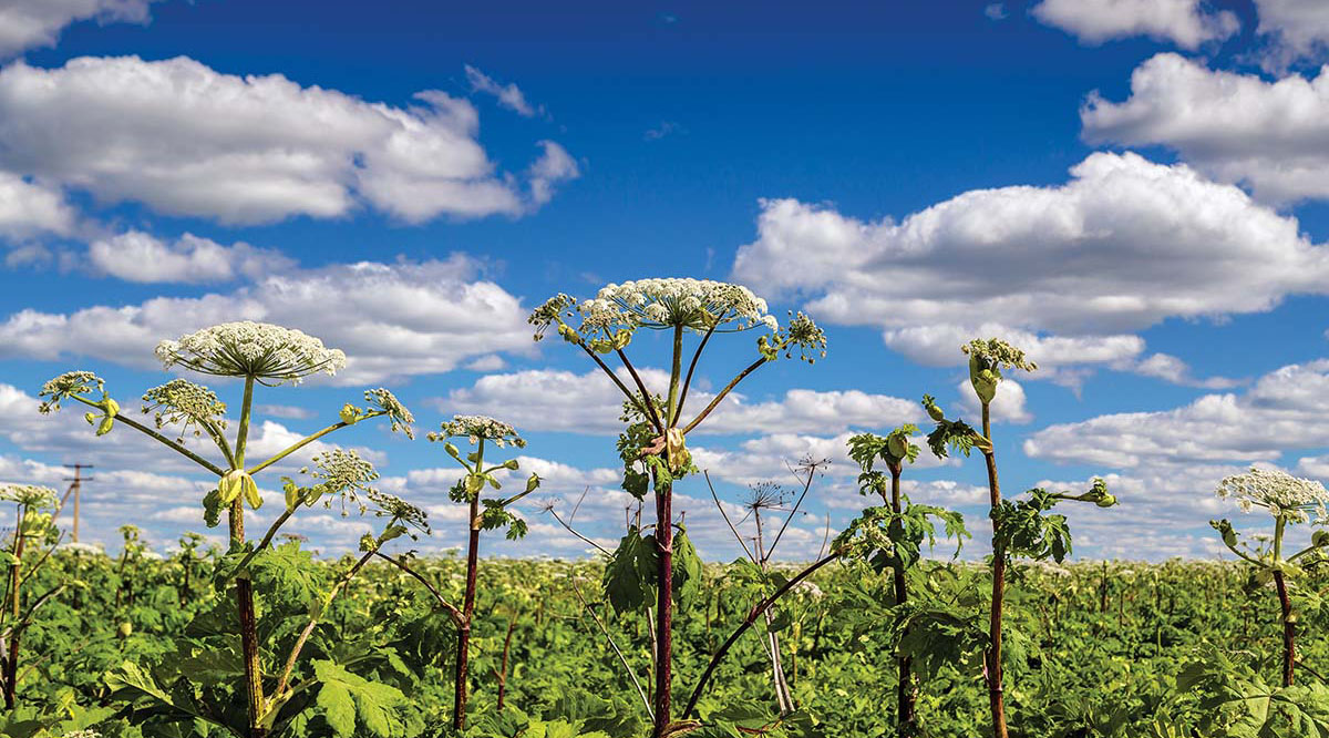 Zamonaviy usullar hogweed bilan kurashish xarajatlarini bir necha bor kamaytirishi mumkin
