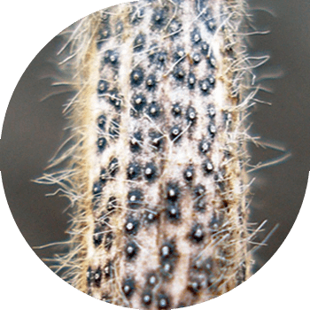 Diaportoz yoki soya fomopsisi