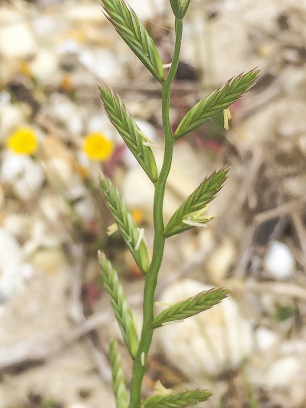 Zararli ob'ektlar katalogi 