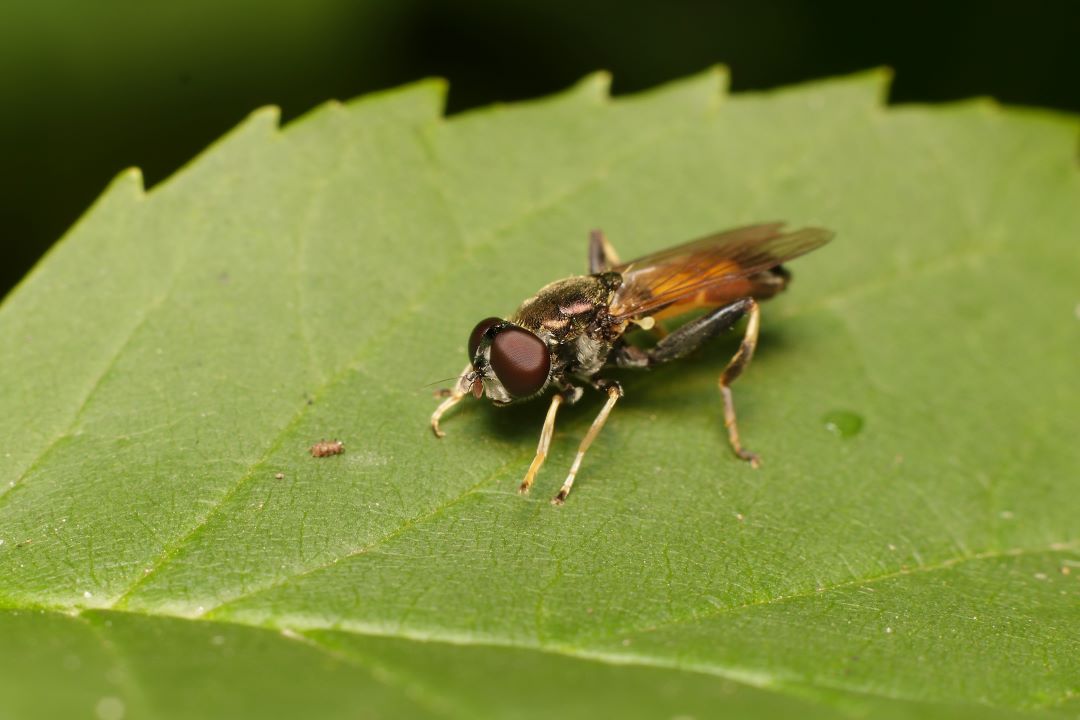 Piyoz hoverflies