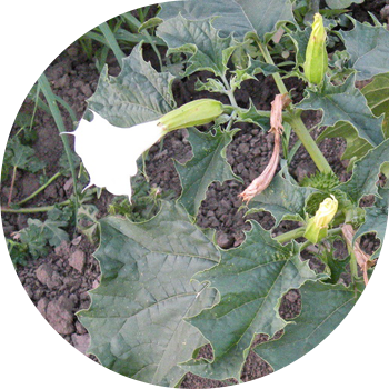 Oddiy Datura